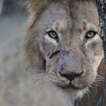 Lionsview Private Lodge - 6 Lions مارلوث بارك المظهر الخارجي الصورة