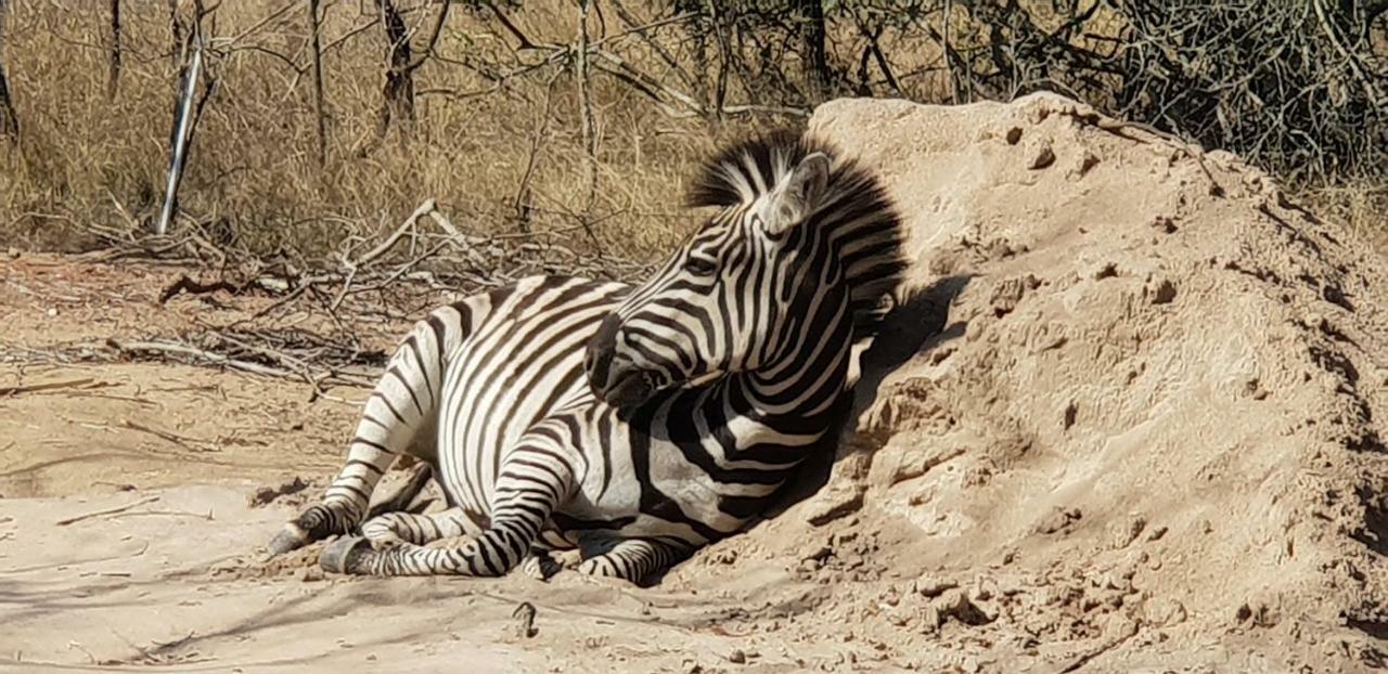 Lionsview Private Lodge - 6 Lions مارلوث بارك المظهر الخارجي الصورة