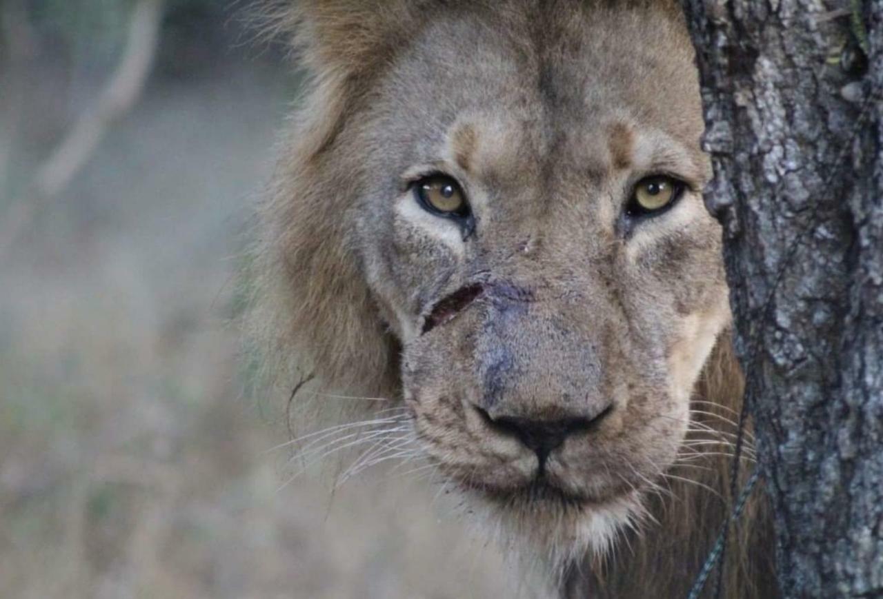 Lionsview Private Lodge - 6 Lions مارلوث بارك المظهر الخارجي الصورة