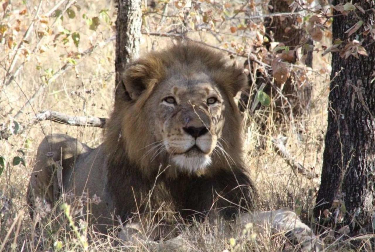 Lionsview Private Lodge - 6 Lions مارلوث بارك المظهر الخارجي الصورة